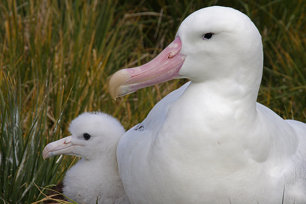 Wandering albatross and chick