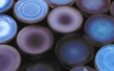 Petri dishes lined up in a grid, some glowing blue and purple
