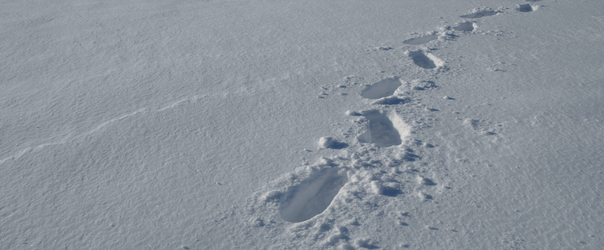 footprints in the snow