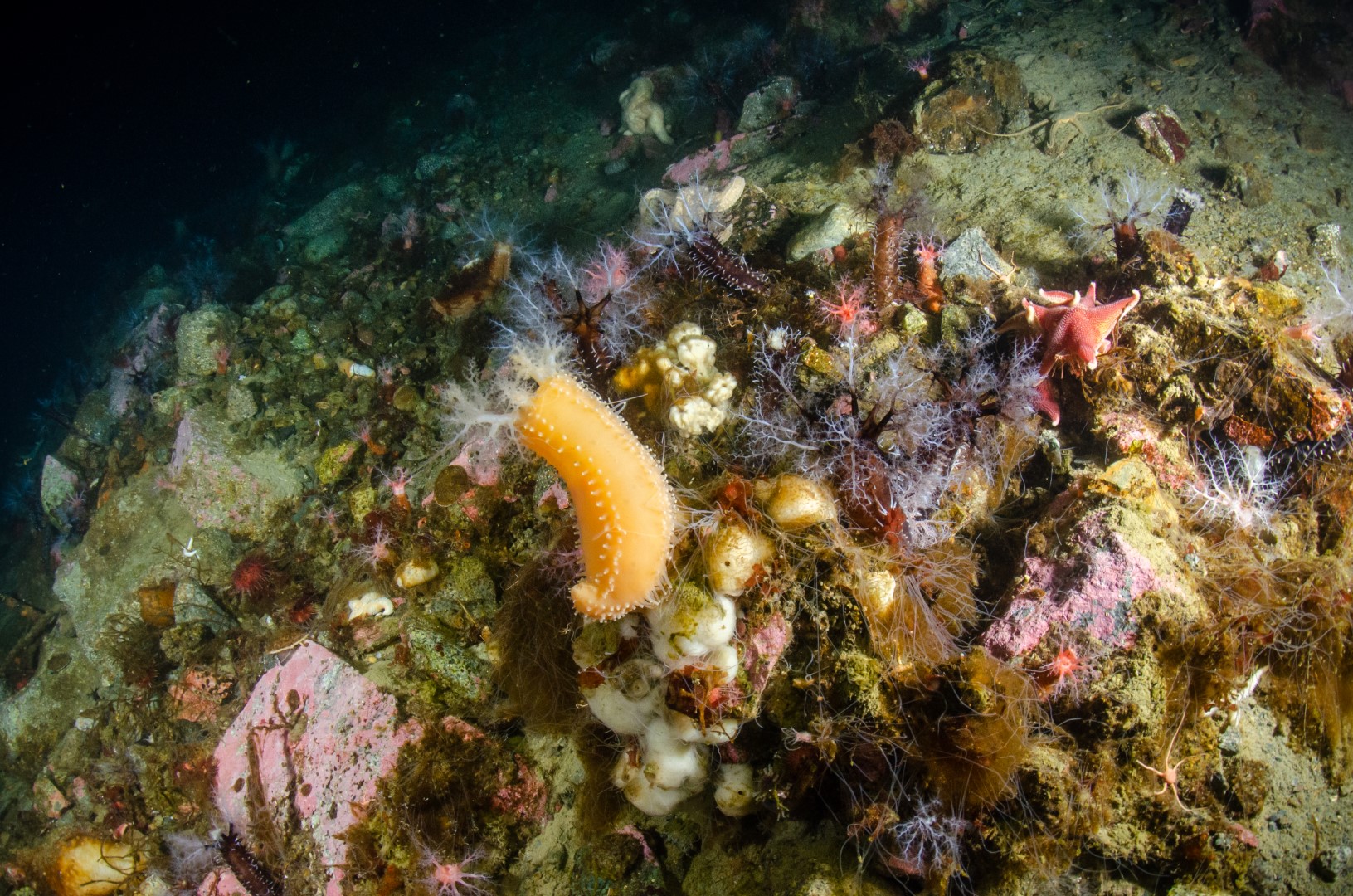 Underwater view of Antarctic seafloor life