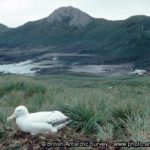 View of Bird Island Research Station from Wanderer ridge with Wandering Albatross in the foreground