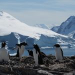 A penguin standing on top of a snow covered mountain.