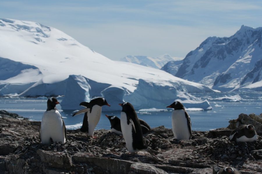 New Non-Executive Directors for BAS - British Antarctic Survey