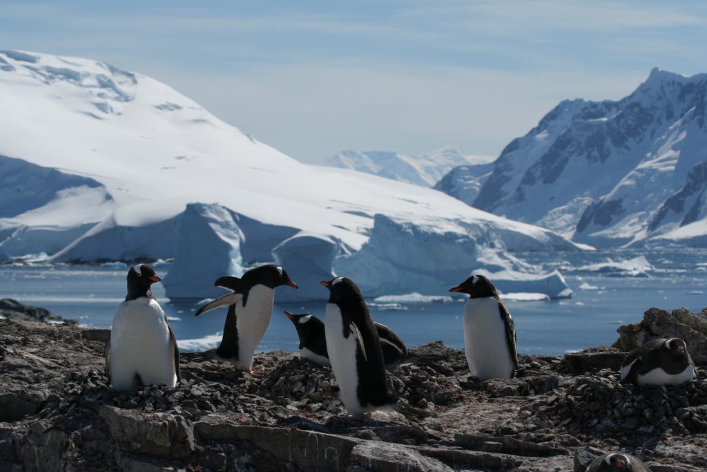 A penguin standing on top of a snow covered mountain.