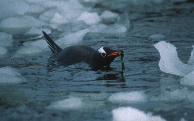 Gentoo Penguin with sea weed in its bill close to Port Lockroy on the Antarctic Peninsula.