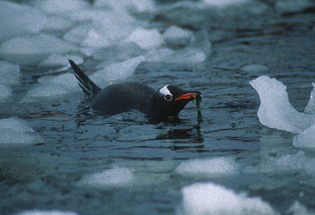 Gentoo Penguin with sea weed in its bill close to Port Lockroy on the Antarctic Peninsula.
