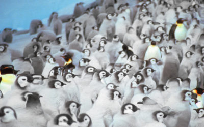 A penguin colony