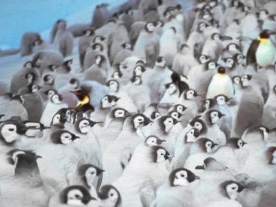 Antarctic Picture Galleries British Antarctic Survey