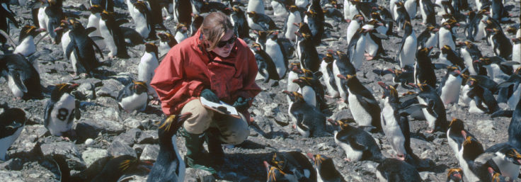 BAS biologist Dr Kate Barlow studies macaroni penguins in the 'little mac' study colony at Fairy point, Bird Island, South Georgia