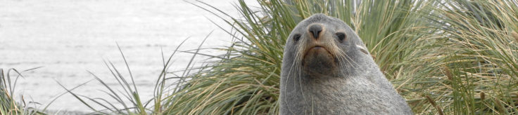 A close up of a seal.