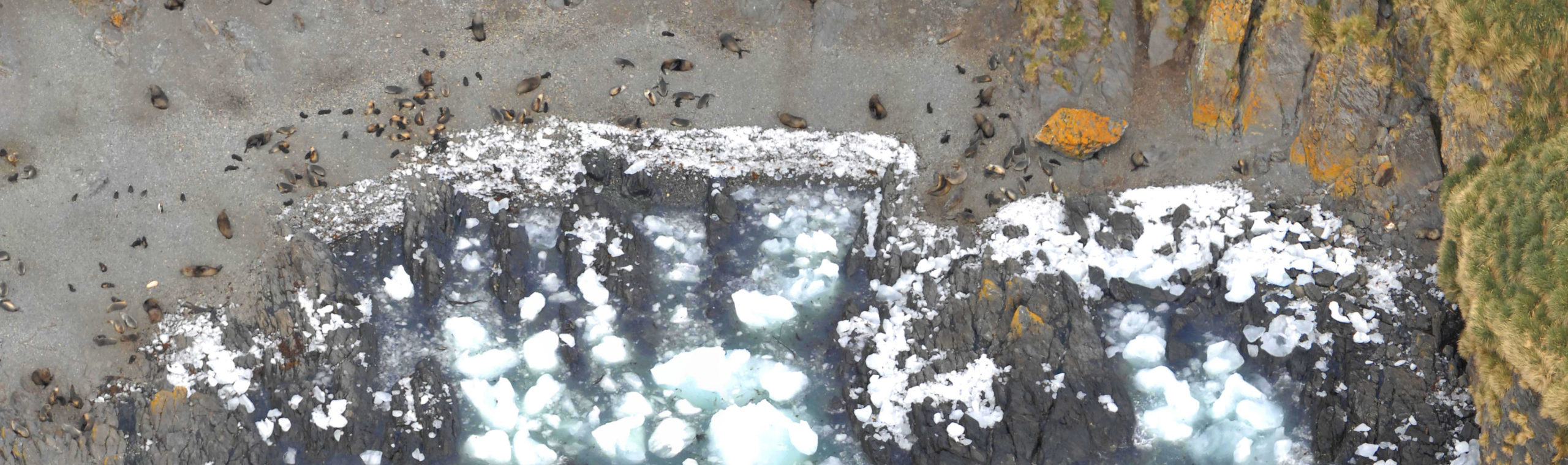 A flock of birds sitting on a rock in the snow.