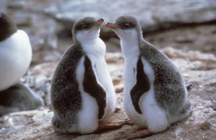 Gentoo Penguin chicks (Pygoscelis papua)