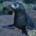 An Antarctic fur seal pup, the individual is moulting its black coat, the silvering around the eye is the new adult fur showing through.