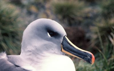 grey headed Albatross on a nest at Bird Island