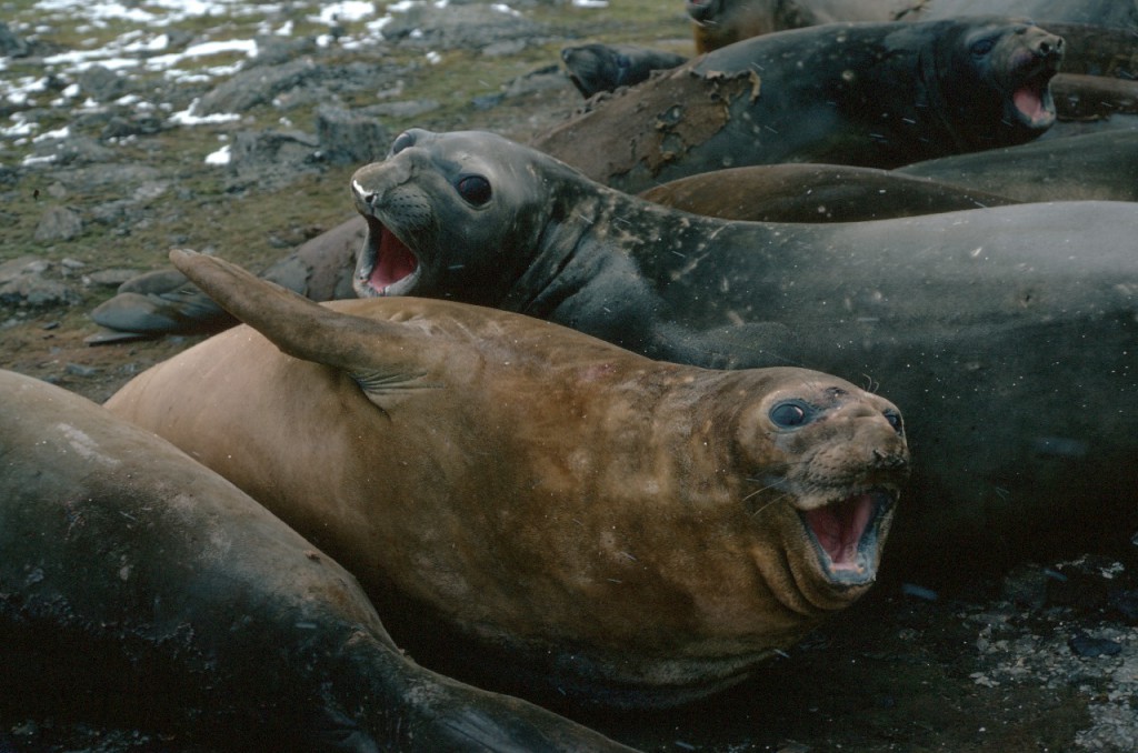 Southern elephant seals (Mirounga leonina) in a wallow on South Georgia. Elephant seals are highly thigmotatic on land and are often found in large groups literally lying on top of each other. They have to come ashore to moult, and it is thought that they may form these groups to reduce heat loss.