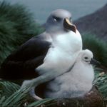 Grey-headed Albatross (Thalassarche chrysostoma) and chick on a nest in colony A, Bird Island. The diet of the grey-headed Albatross is mainly squid with a smaller amount of fish.