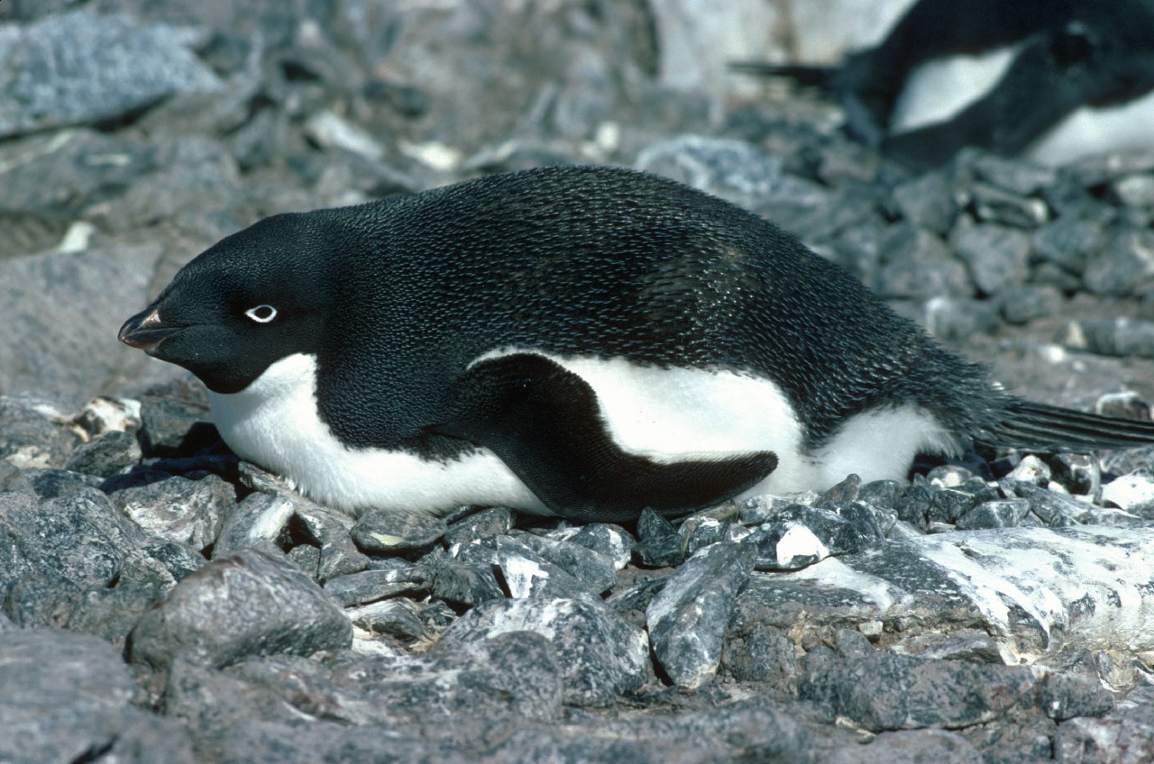 Adélie penguin - British Antarctic Survey