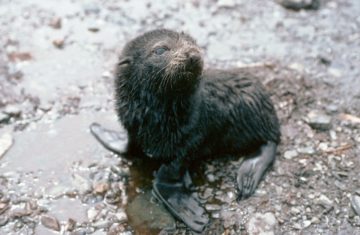 Fur seal pup on Bird island.