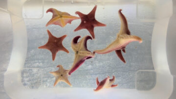 Close up of Odontaster sea stars
