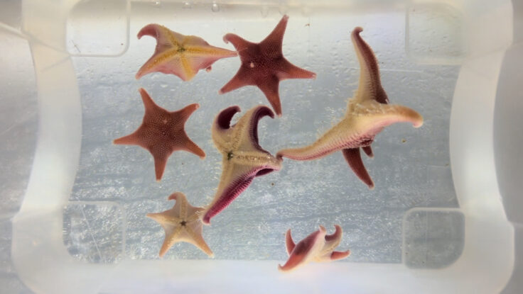 Close up of Odontaster sea stars
