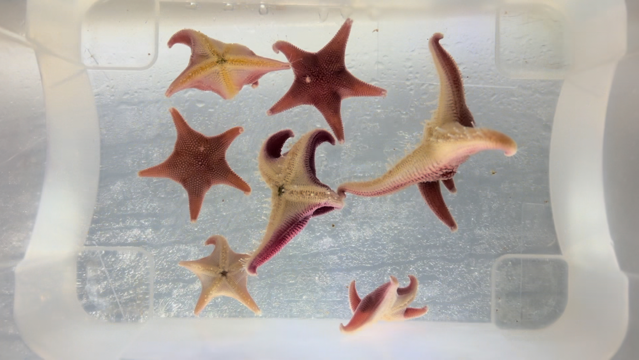 Close up of Odontaster sea stars