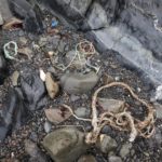 Plastic debris on a beach at Bird Island