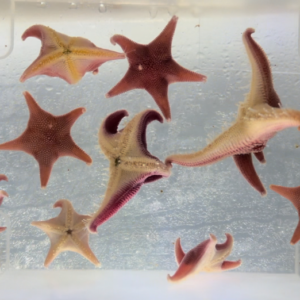 Close up of Odontaster sea stars