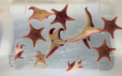 Close up of Odontaster sea stars