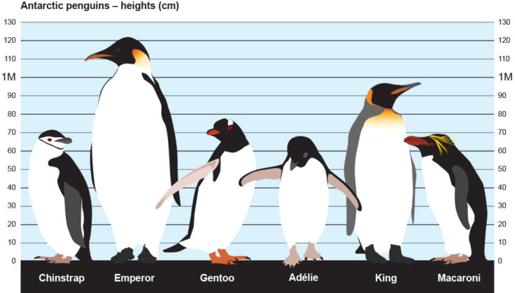 short note on penguin bird