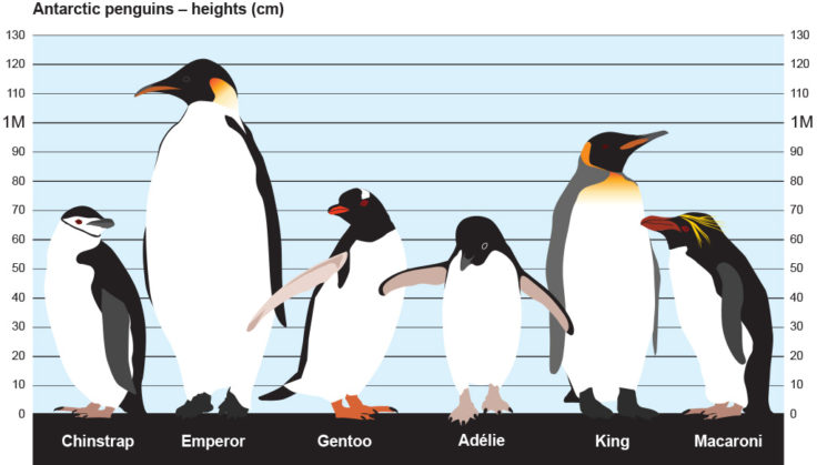 Types Of Penguins Chart