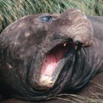 An adult male southern elephant seal (Mirounga leonina) in tussock grass on Bird Island, South Georgia. The enlarged nose is visible, the proboscis acts as a resonator to the sound coming from the throat giving the male a loud roar which is used as a display of status in fights. The upper and lower canines are seen and these are used in fights to bite and slash opponents.