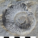 An impression of an ammonite (Virgatosphinctes aff.saharense) from the Orville Coast. (Scale bar = 1 cm)