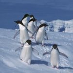 Adelie penguins on Rothera Point, Adelaide Island, Antarctica.
