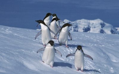 Adelie penguins on Rothera Point, Adelaide Island, Antarctica.