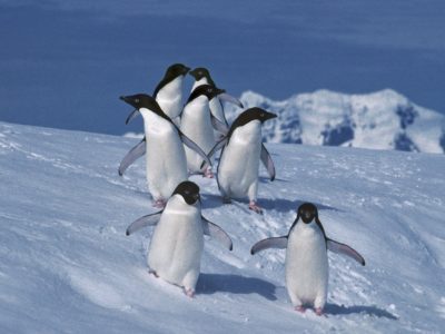 Penguins - British Antarctic Survey