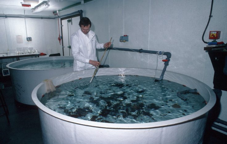 The aquarium at the Bonner Laboratory. Here marine animals (collected by divers) are held in running seawater, for either marine biological research or prior to transport back to the United Kingdom.