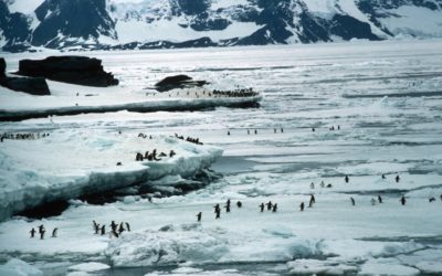 A flock of seagulls standing on a snow covered mountain.