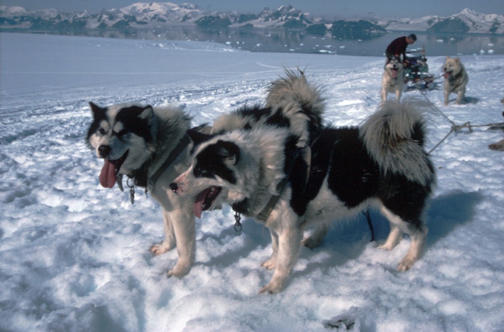 Huskies in a trace about to pull a sledge during their last season in Antarctica, Reptile Ridge, Adelaide Isalnd.