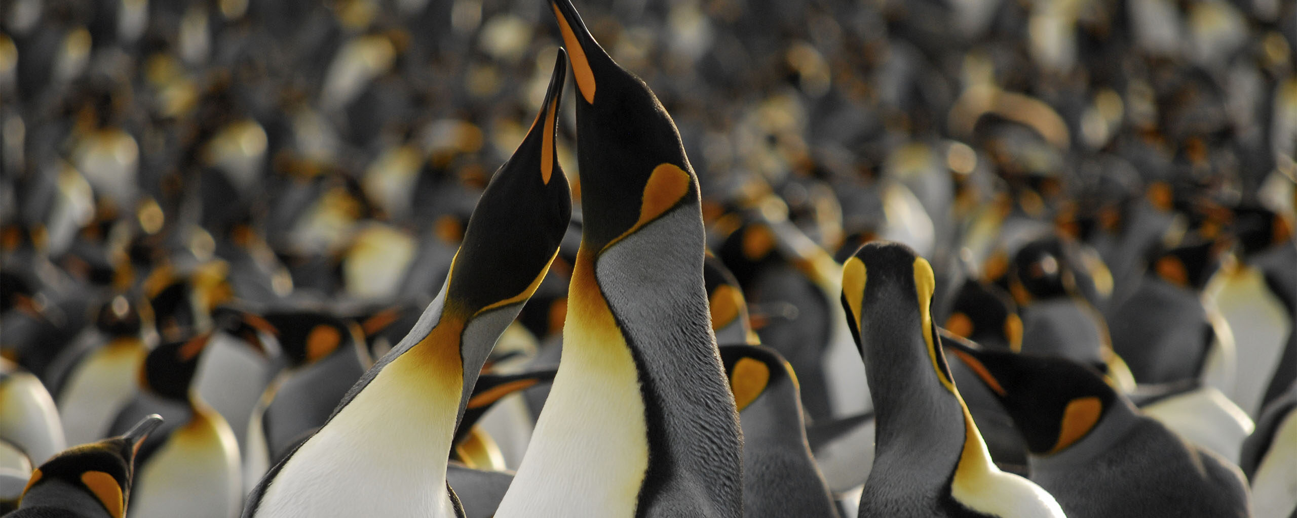 King penguins