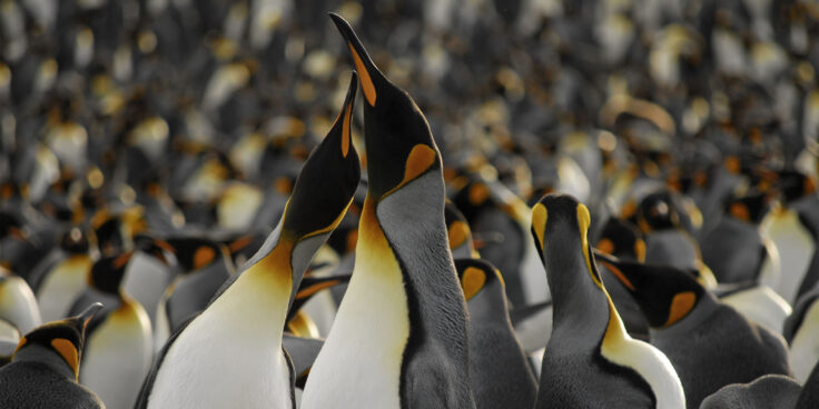 King penguins