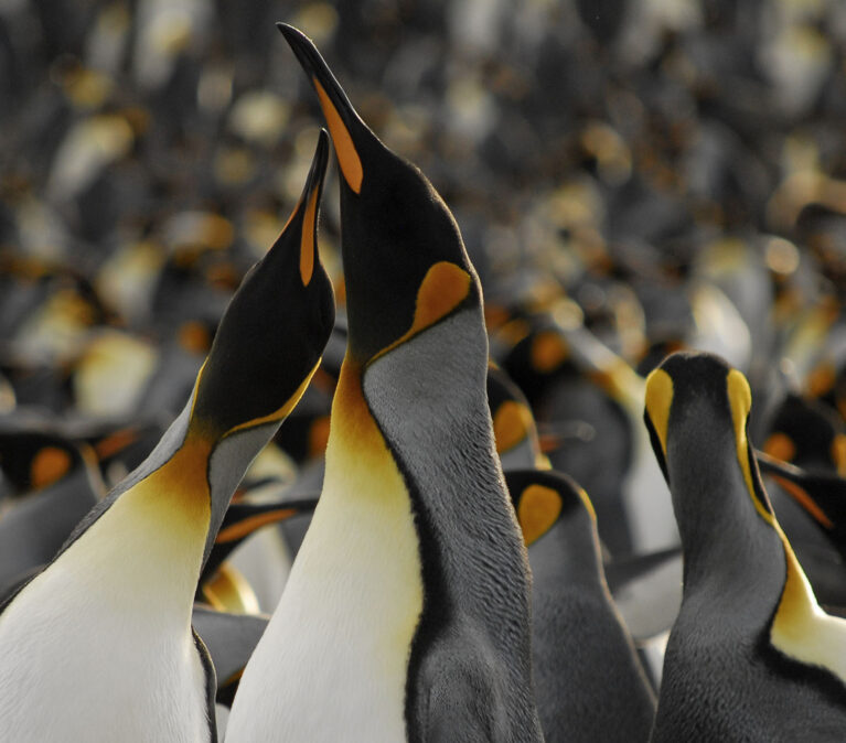 King penguins