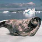 Weddell seal (Leptonychotes weddellii) looking up from the ice floe it is resting on