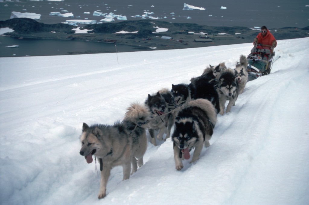Huskies pulling a sledge on the ice piedmont, Adelaide Island, behind Rothera research station.