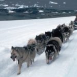 Huskies pulling a sledge on the ice piedmont, Adelaide Island, behind Rothera research station.