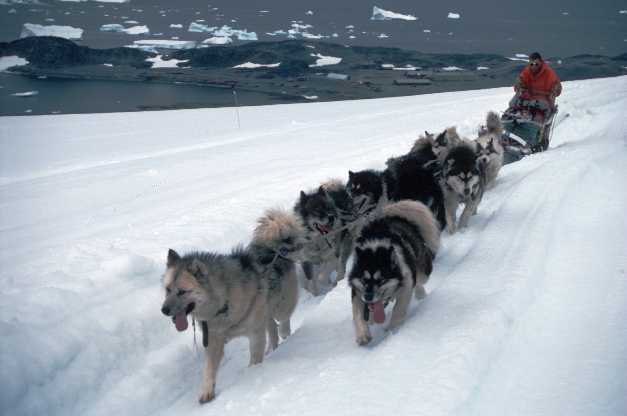 why are husky dogs banned in antarctica