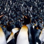 King penguins (Aptenodytes patagonicus) provide a real wildlife spectacle on the island of South Georgia, where 400,000 pairs breed. These birds were photographed at Royal Bay, South Georgia.