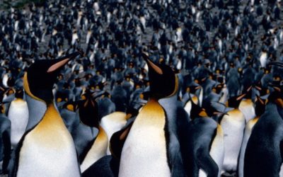 King penguins (Aptenodytes patagonicus) provide a real wildlife spectacle on the island of South Georgia, where 400,000 pairs breed. These birds were photographed at Royal Bay, South Georgia.