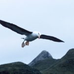 black browed Albatross in flight at Bird Island, South Georgia