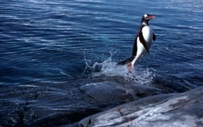 Gentoo Penguin (Pygoscelis papua) leaping out of water