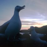 Wandering Albatross at sunset on Wanderer Ridge, Bird Island